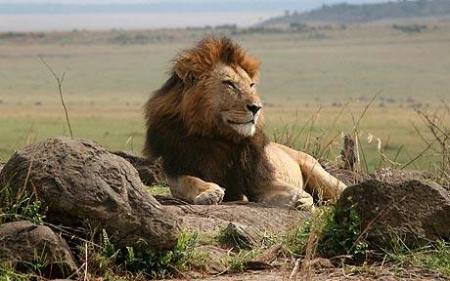Aberdare National Park Kenya Lion