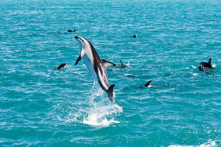 Kaikoura Dolphins